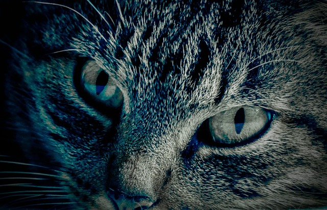 Free Eyes Cat photo and picture