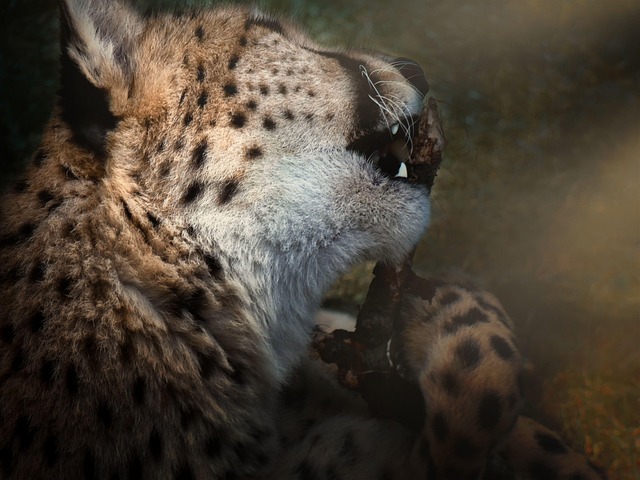 Free Leopard Animal photo and picture