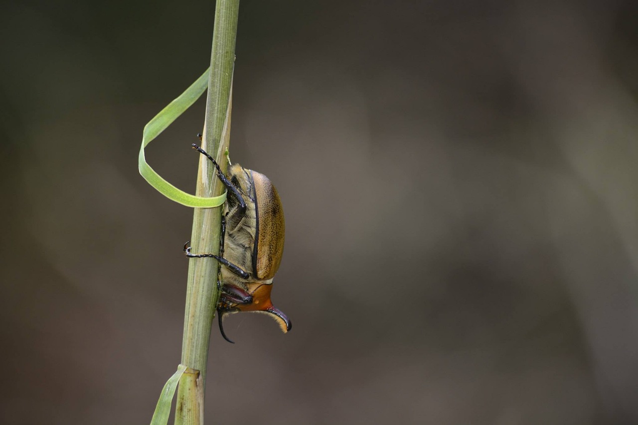 Free Insect Nature photo and picture