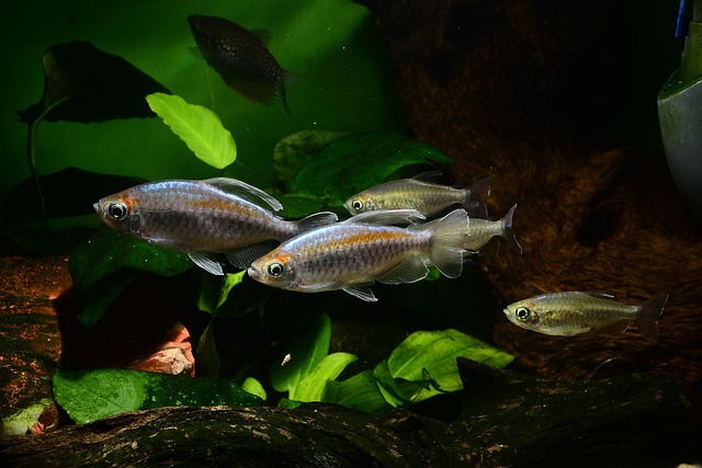 Free Fish Underwater photo and picture