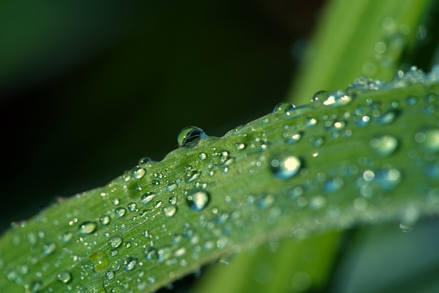 Free Grass Dewdrops photo and picture