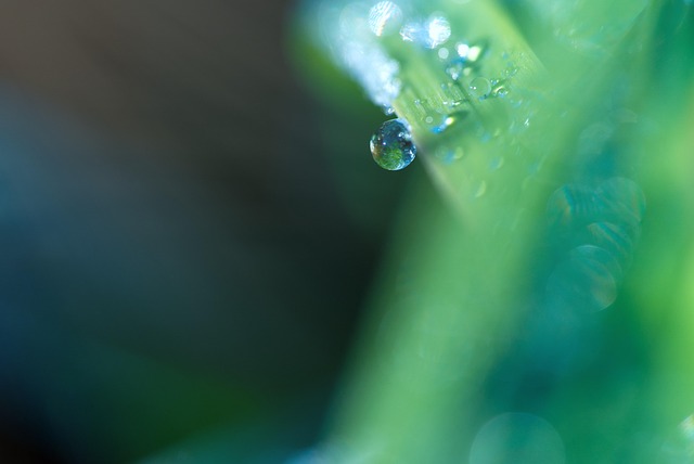 Free Grass Dewdrops photo and picture