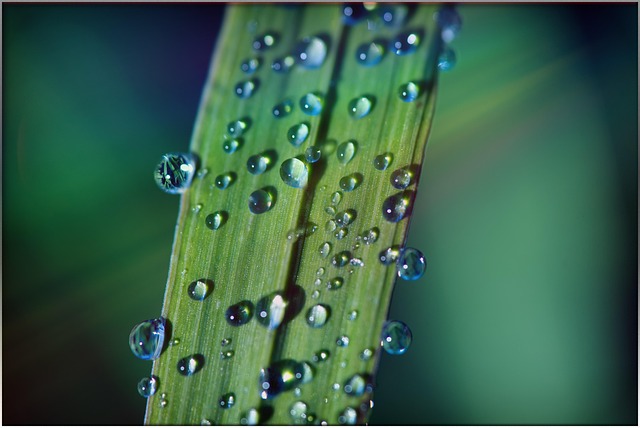 Free Grass Dewdrops photo and picture