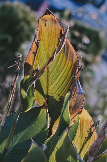 Free Plant Nature photo and picture