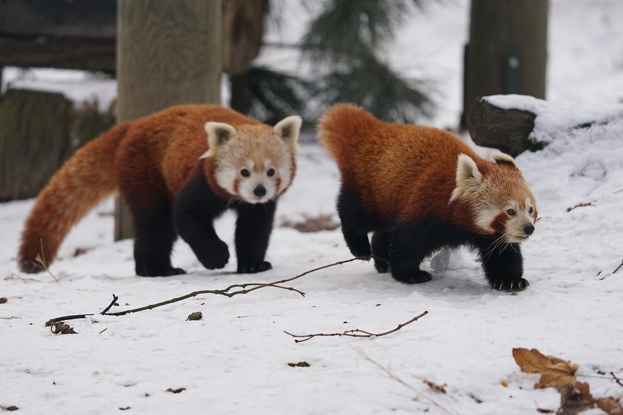 Panda - free online jigsaw puzzle photo