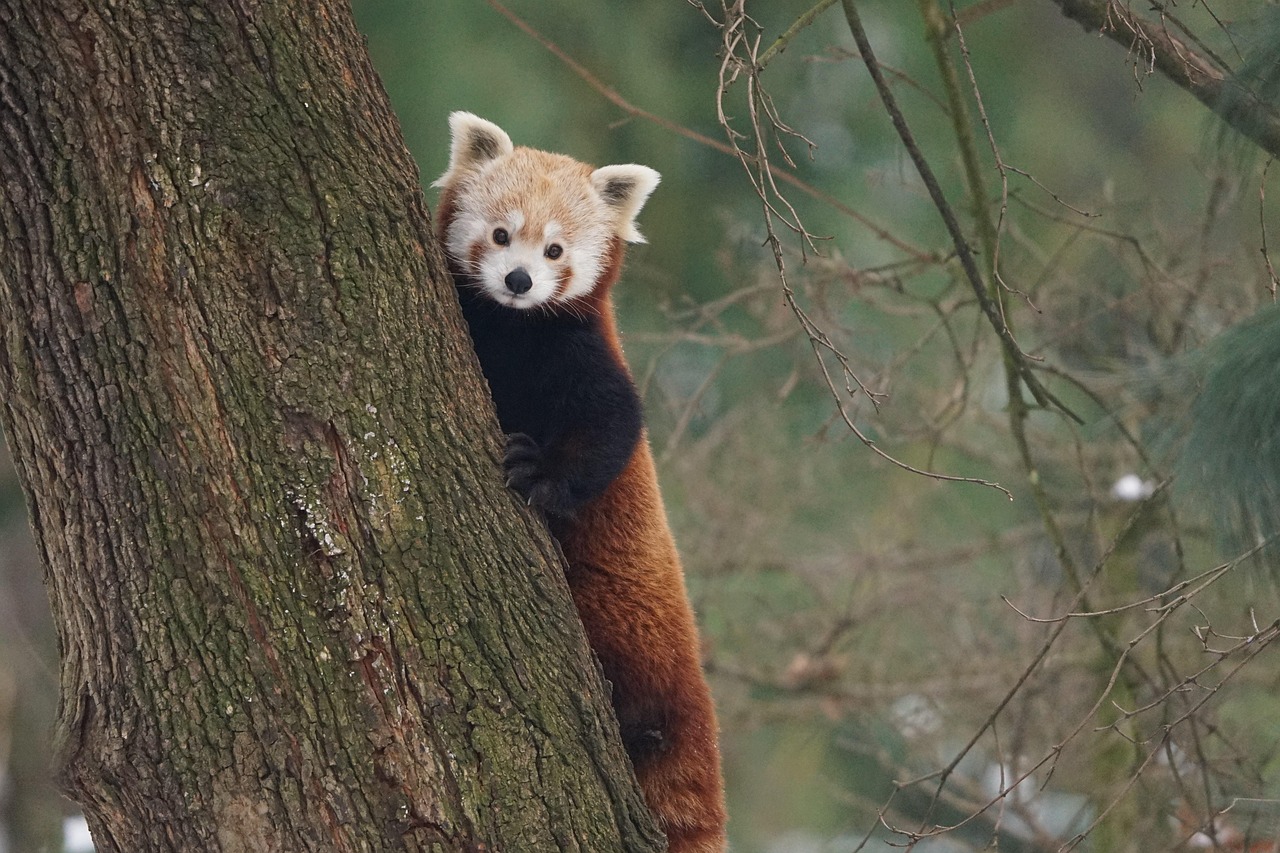 Panda - free online jigsaw puzzle photo
