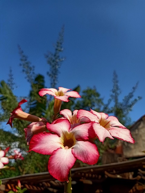 Desert Rose, Flores, Planta