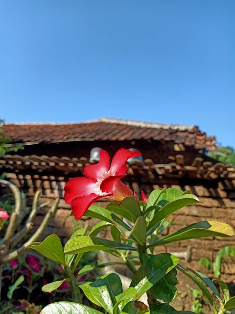 Flor, Pétalo, Corola, Flor Roja
