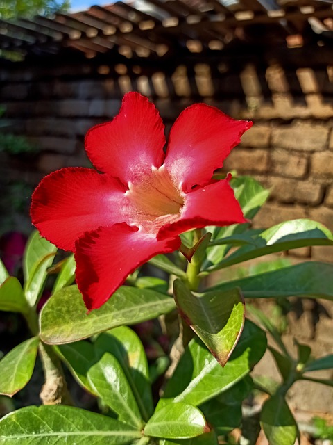 Adenio Arábigo, Flor, Flor Roja