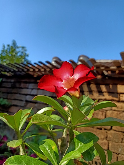 Flor, Naturaleza, Floral, Frangipani