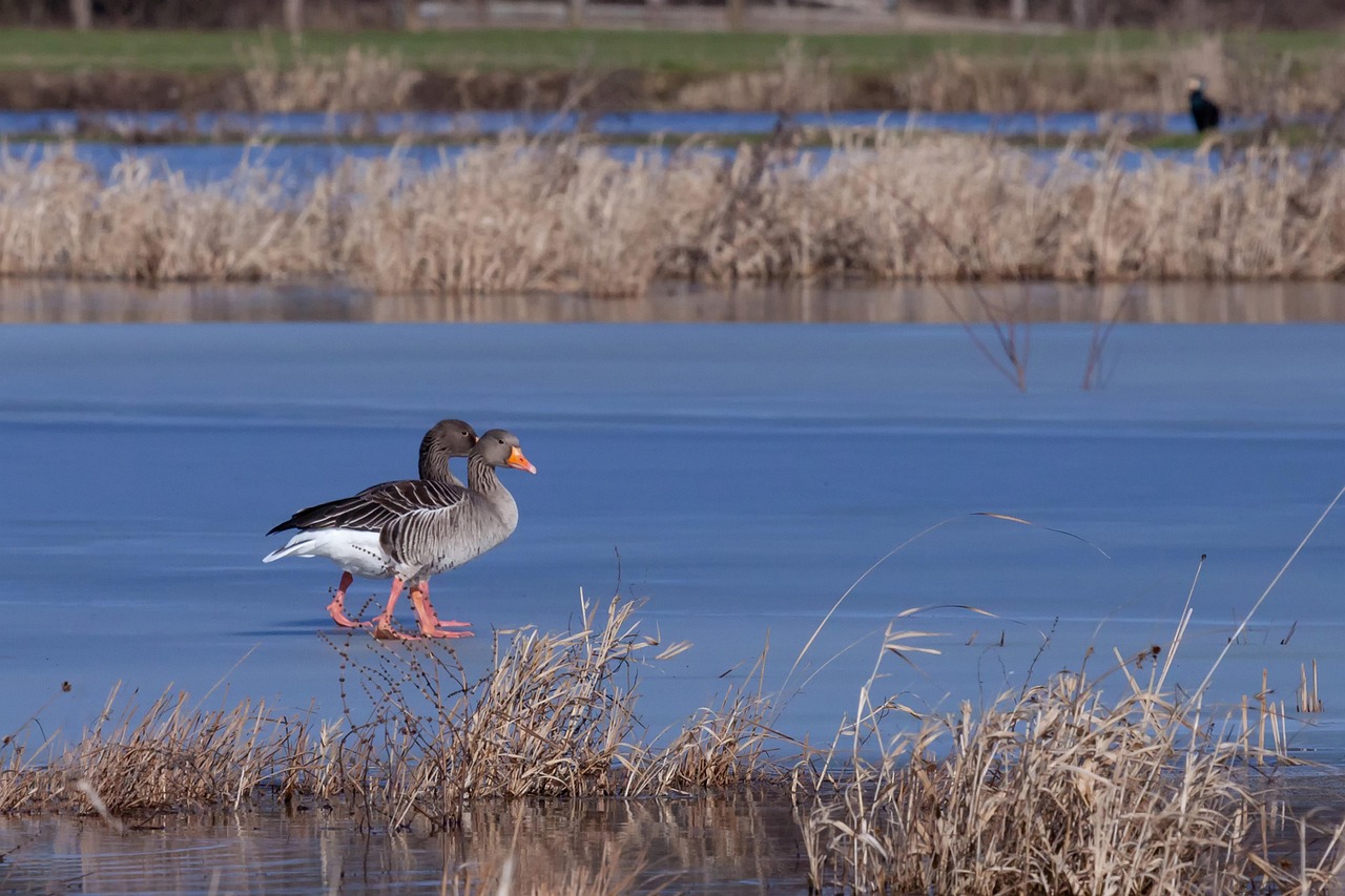 https://cdn.pixabay.com/photo/2022/02/08/12/23/birds-7001297_1280.jpg