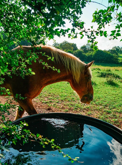 Free Animal Horse photo and picture