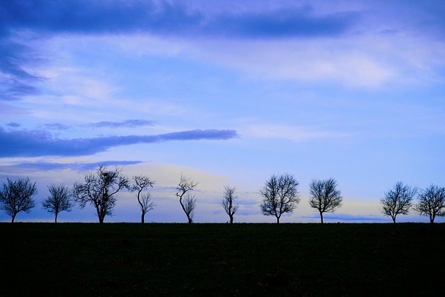 Free Nature Trees photo and picture