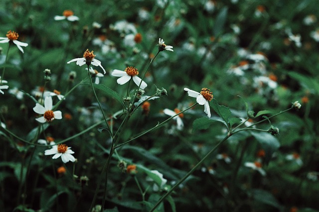 Bloem, Groente, Mooie Bloemen
