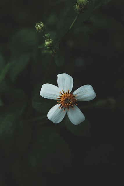 Bloem, Bloom, Bloem Behang