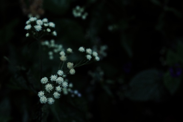Bloem, Bloeiend, Plantkunde, Bloesem