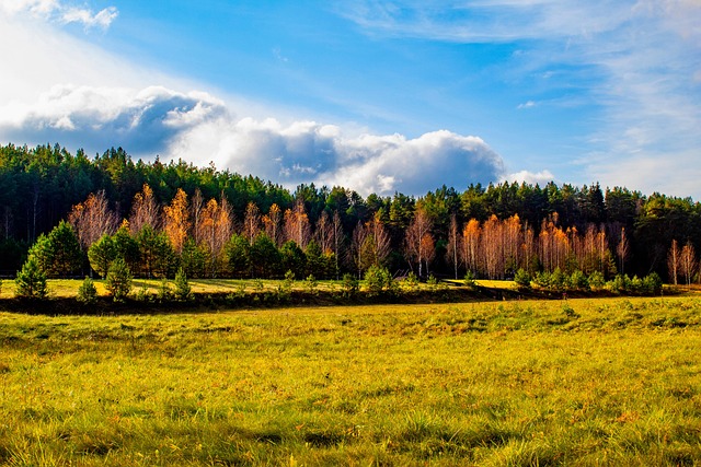Trees Woods Forest - Free photo on Pixabay