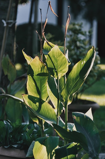 Free Plant Nature photo and picture