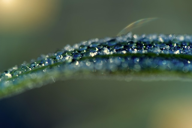Free Grass Dewdrops photo and picture