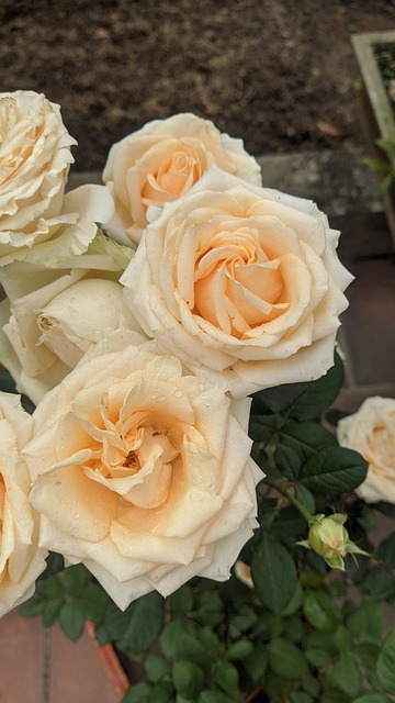 Free Rose Flower photo and picture