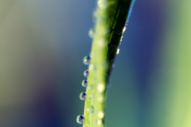 Free Plant Dewdrop photo and picture