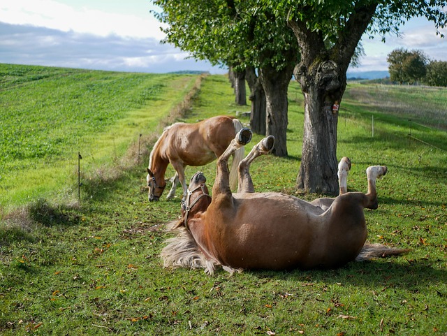 Free Animals Horses photo and picture Free Animals Horses photo and picture