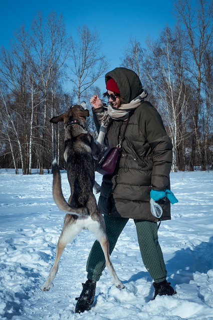Free Dog Pet photo and picture
