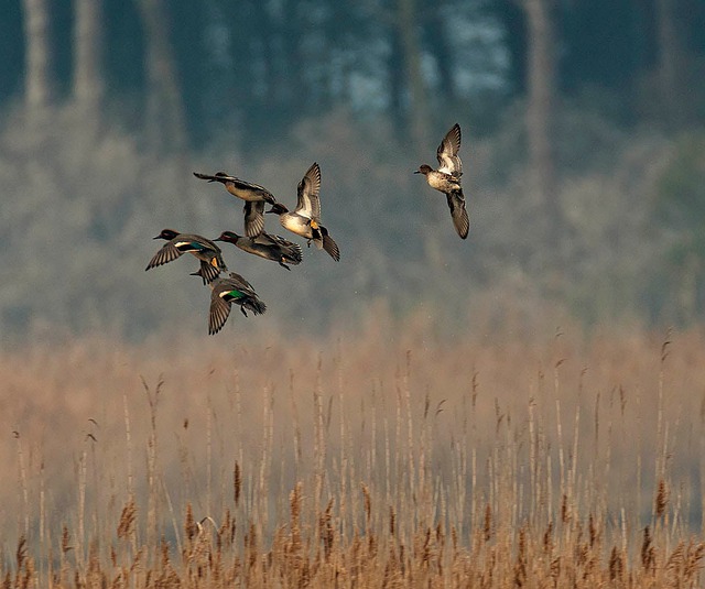 Aves, Plumas, Patos, Volar, Migrar