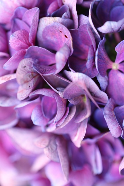 Blume, Hortensie, Blüte, Natur