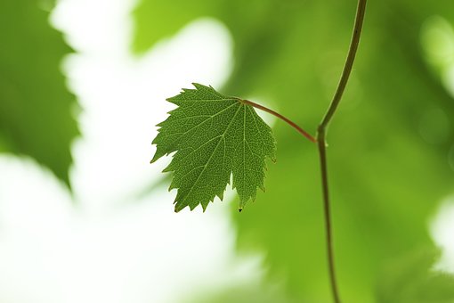 Blatt, Botanik, Laub, Wachstum, Ranke