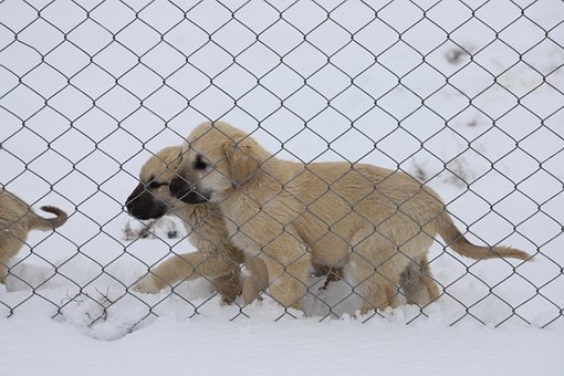 Free Dog Puppies photo and picture