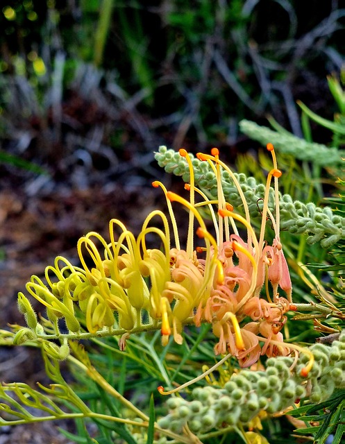 Free Grevillea Native photo and picture
