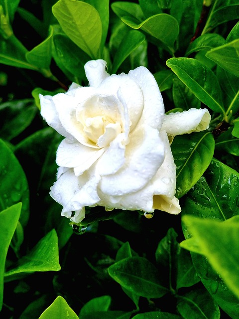 Free White Flower photo and picture