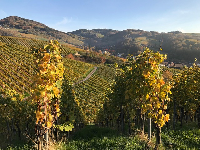 Free Vacations Vineyard photo and picture
