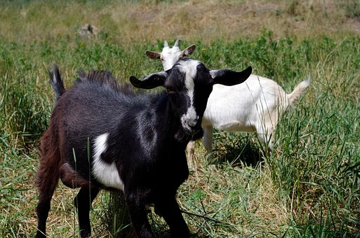 Free Goats Animals photo and picture