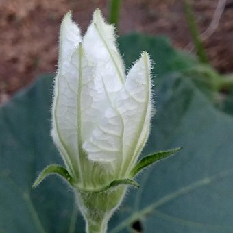 Free Gourd Pumpkin photo and picture