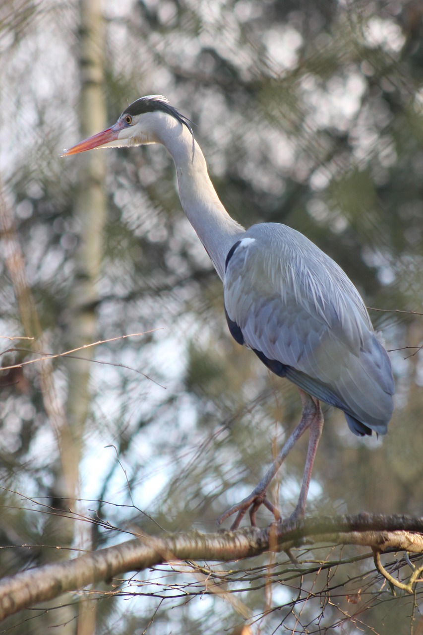 灰色のサギ サギ 鳥 - Pixabayの無料写真 - Pixabay