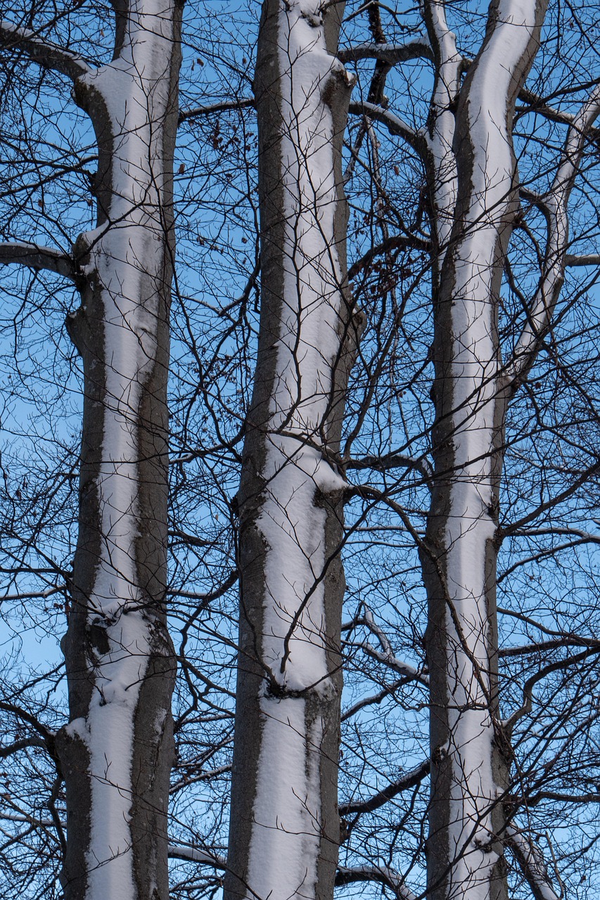 Inverno Arvores Natureza Foto gratuita no