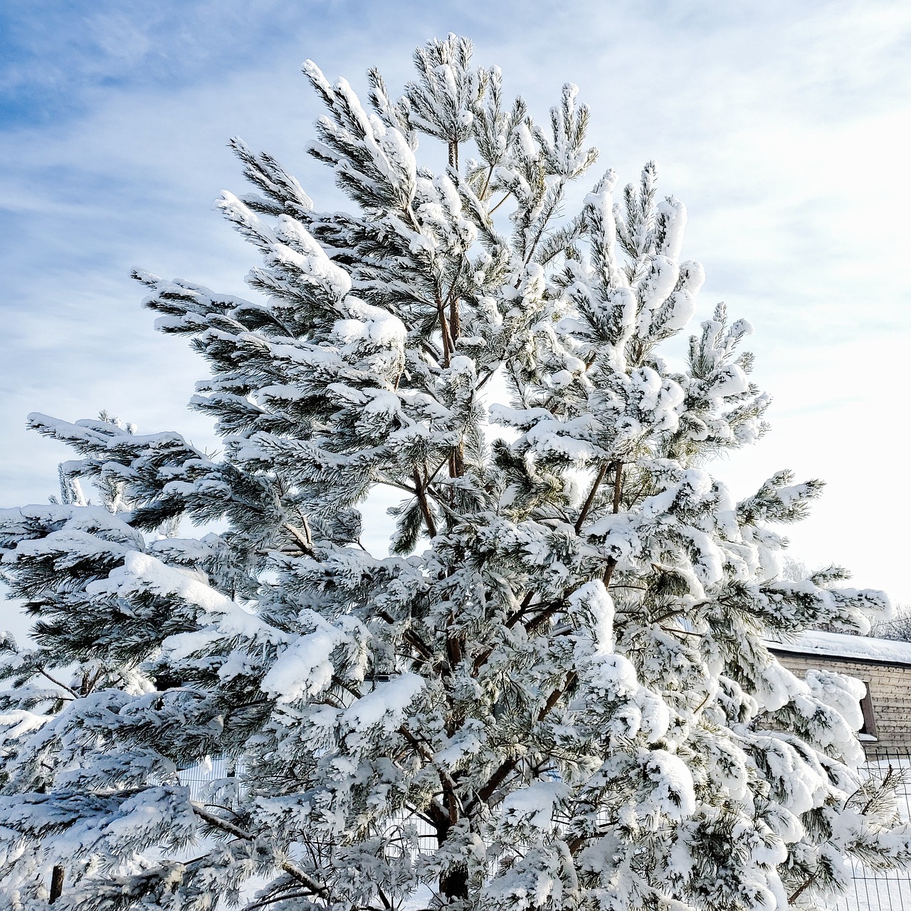冬 雪 木 - Pixabayの無料写真 - Pixabay