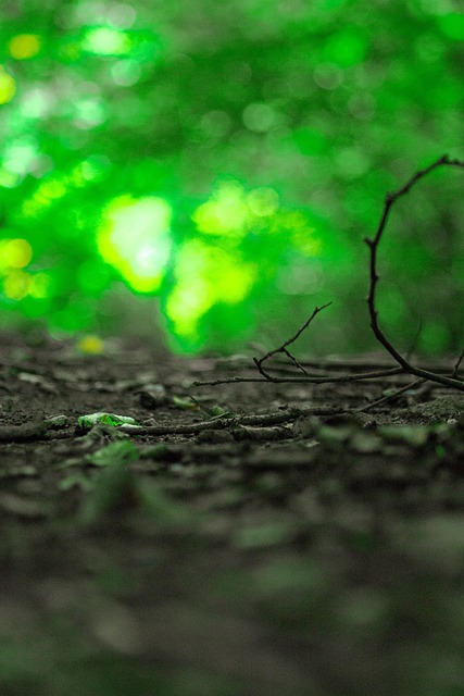 Free Nature Ground photo and picture