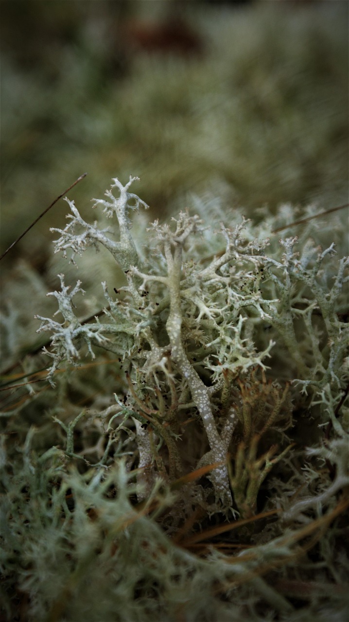 Reindeer Moss Nature Free photo on Pixabay Pixabay