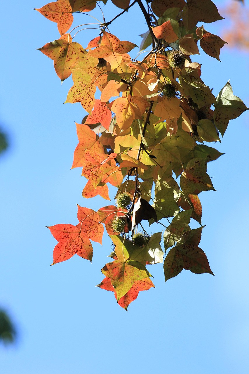 枫 树叶 秋天 - Pixabay上的免费照片 - Pixabay