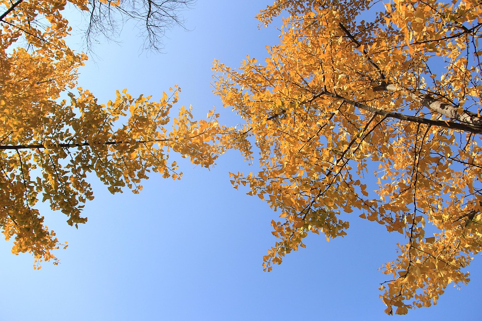 银杏 树木 秋天 - Pixabay上的免费照片 - Pixabay