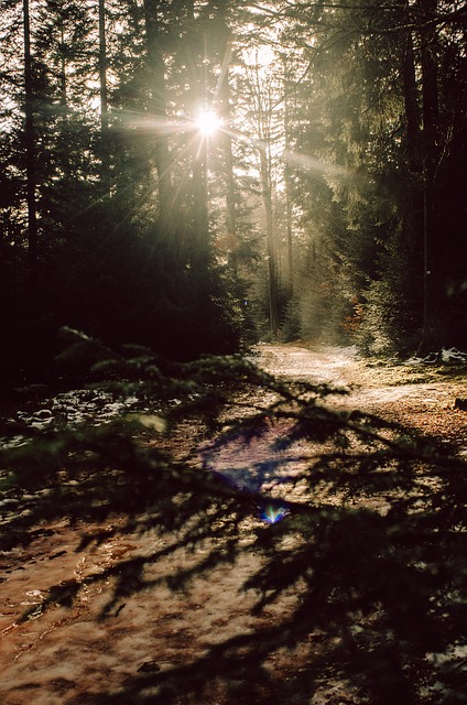 Zwarte Woud, Woud, Natuur, Zon, Magie