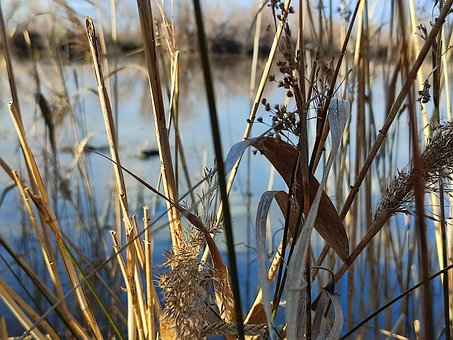 Spiegelung Im Wasser, Betrüger Teich