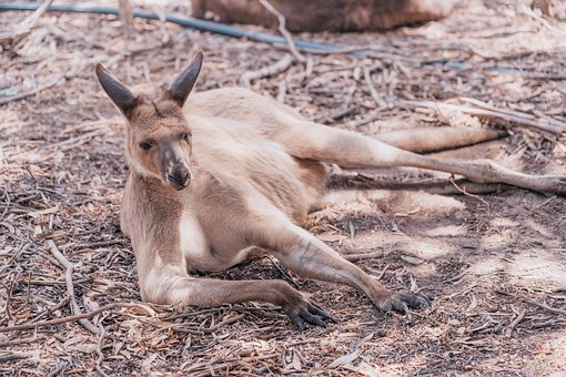 Free Kangaroo Australia photo and picture