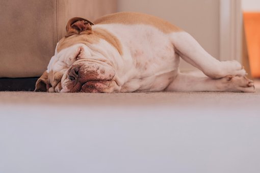 Free Pet Dog photo and picture