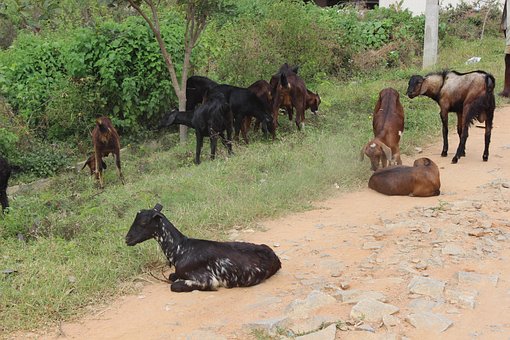 Free Goats Animals Mamals photo and picture