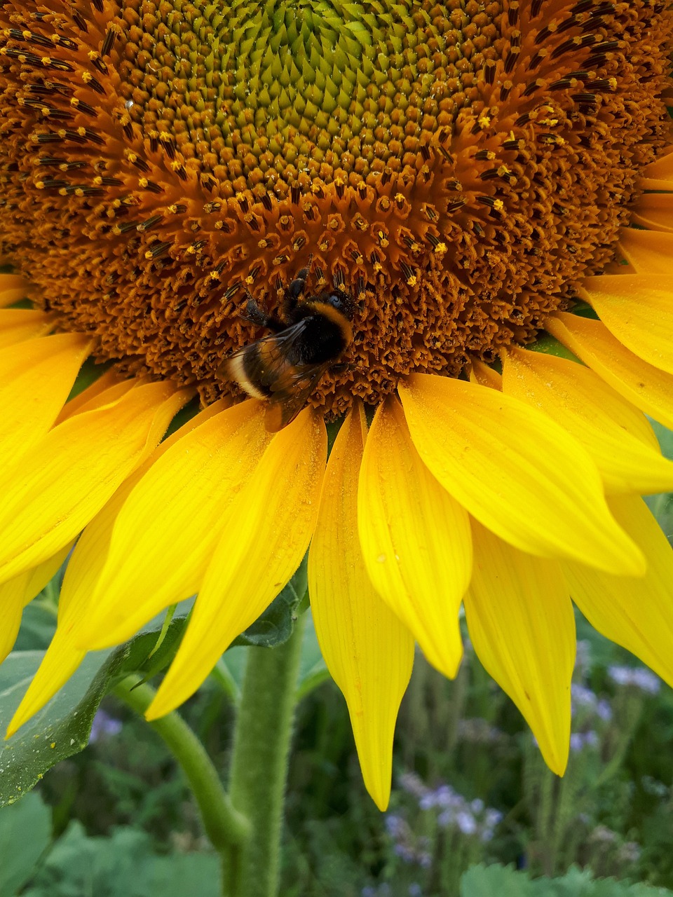 Sunflower Plant Bumblebee Close Free Photo On Pixabay Pixabay sunflower-plant-bumblebee-close-free-photo-on-pixabay-pixabay