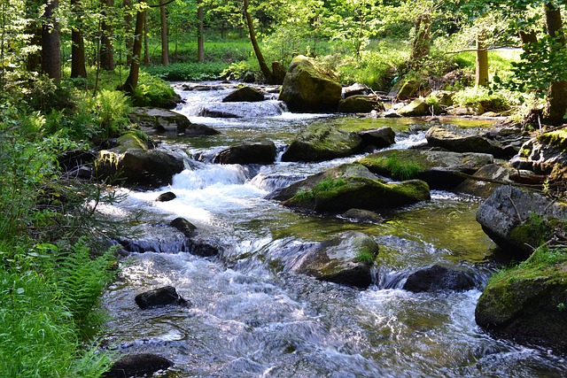 Bachlauf, Wald, Bäume, Draußen, Wildnis